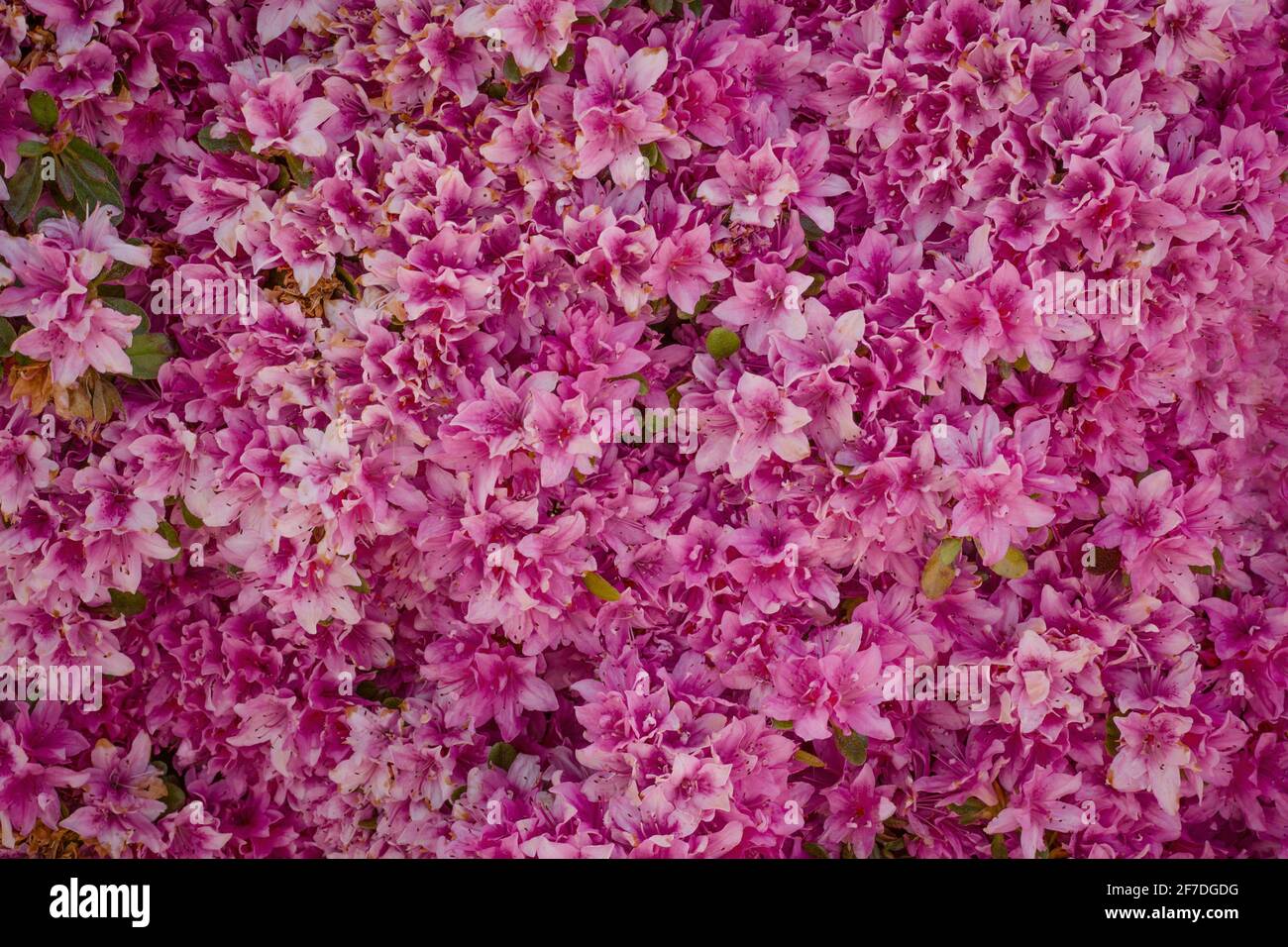 Purple and pink flowers blooming in a garden in April Stock Photo Alamy