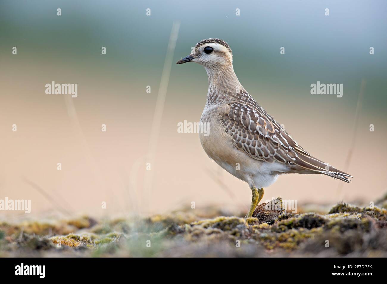 A Eurasian dotterel (Charadrius morinellus) foraging through the heather of the Netherlands. Stock Photo