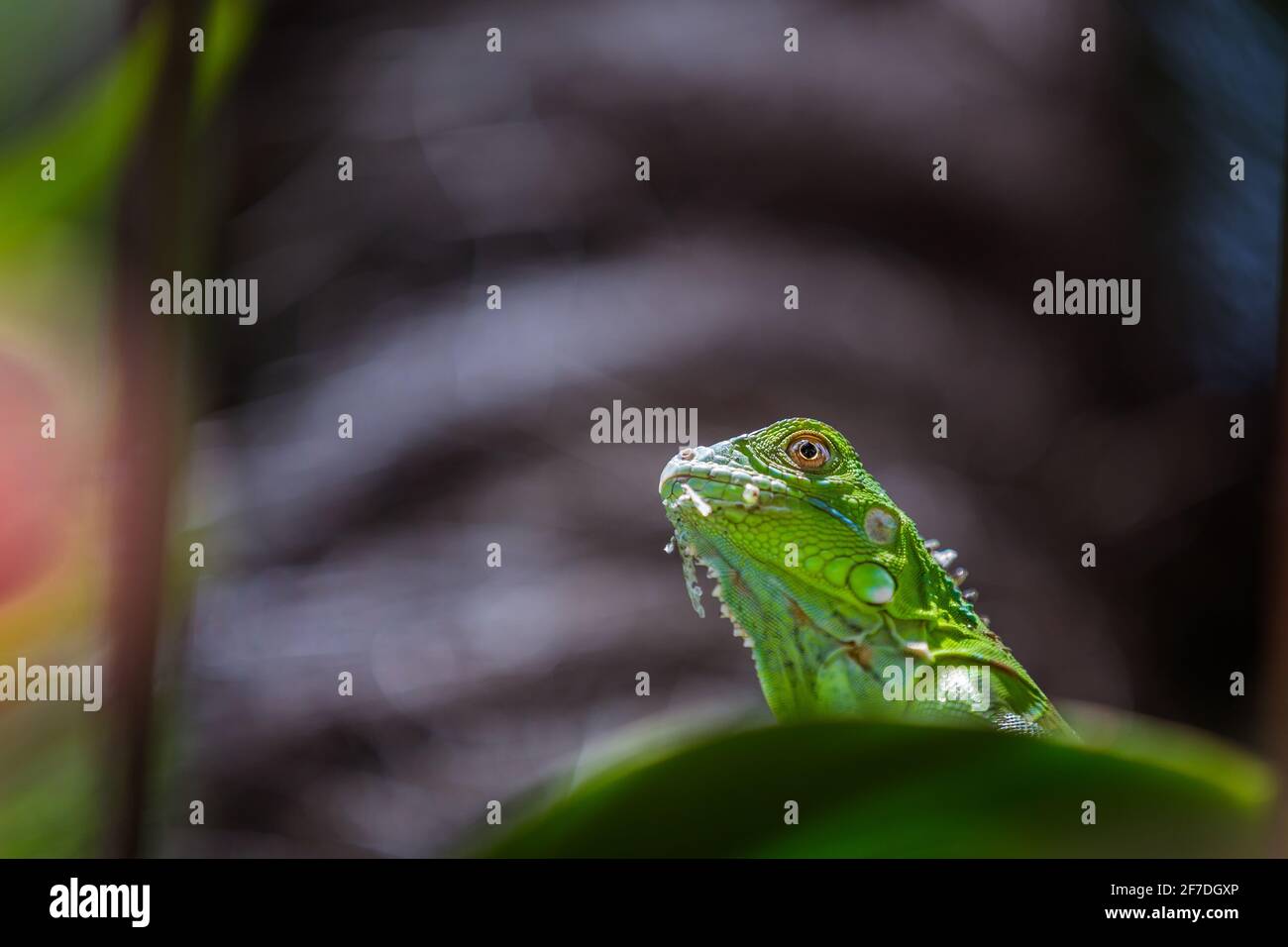 One young green iguana under the sun in Singapore. Stock Photo