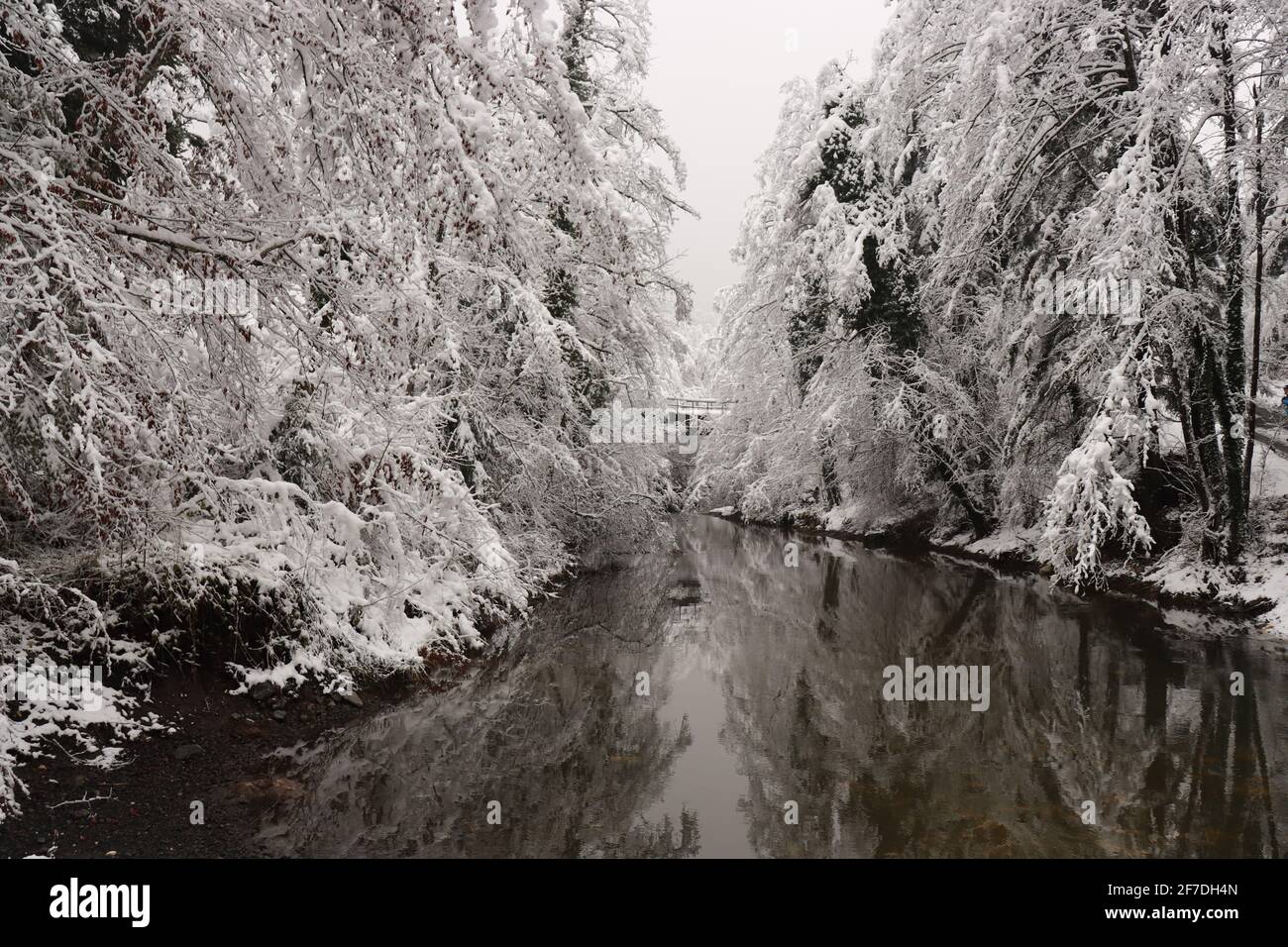 Snow covered trees along river in winter landscape Stock Photo