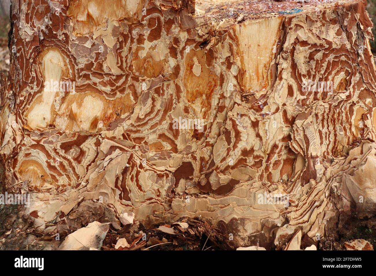 The texture of beautiful patterns of peeled pine bark, lat. Pinus Nigra Stock Photo