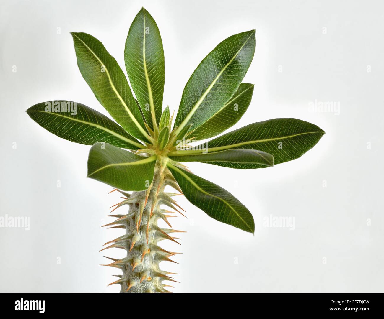 succulent pachypodium horombense on light background Stock Photo