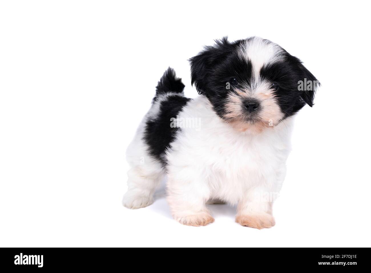 What To Feed A 5 Week Old Shih Tzu Puppy