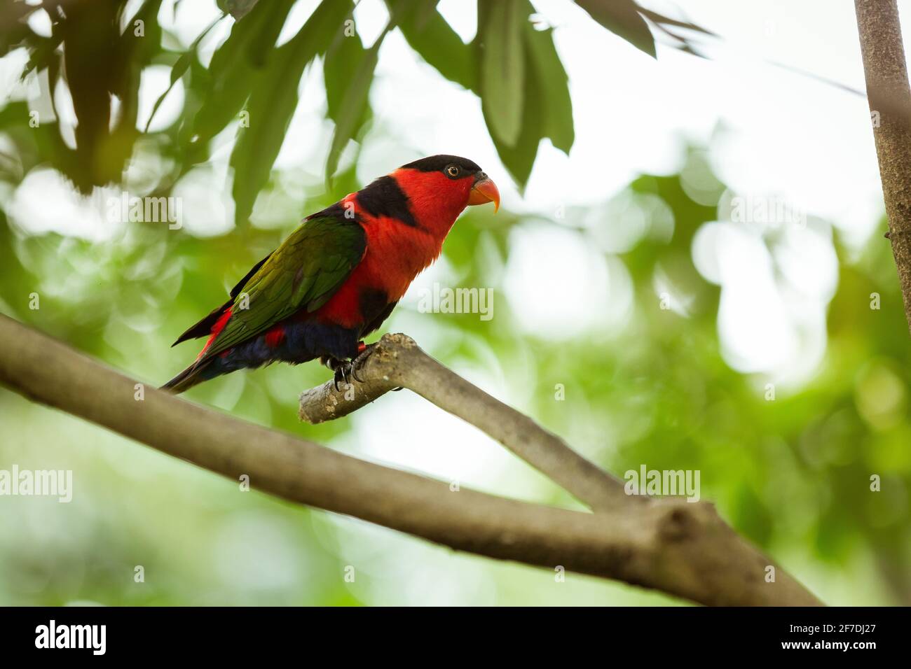 Lorius on a tree branch. Lorius is a genus of lorikeet in the parrot family Psittaculidae. Stock Photo