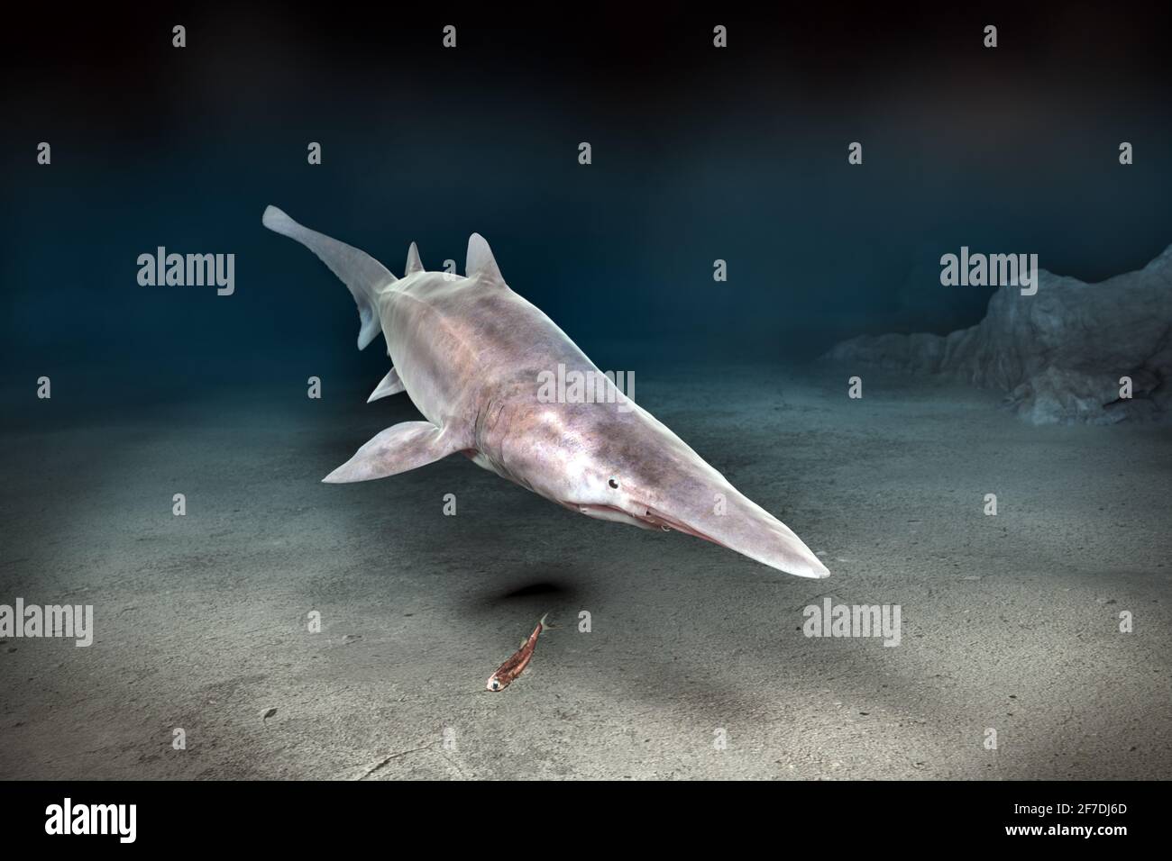 Deep sea goblin shark, Mitsukurina owstoni, hunting lantern fish in the