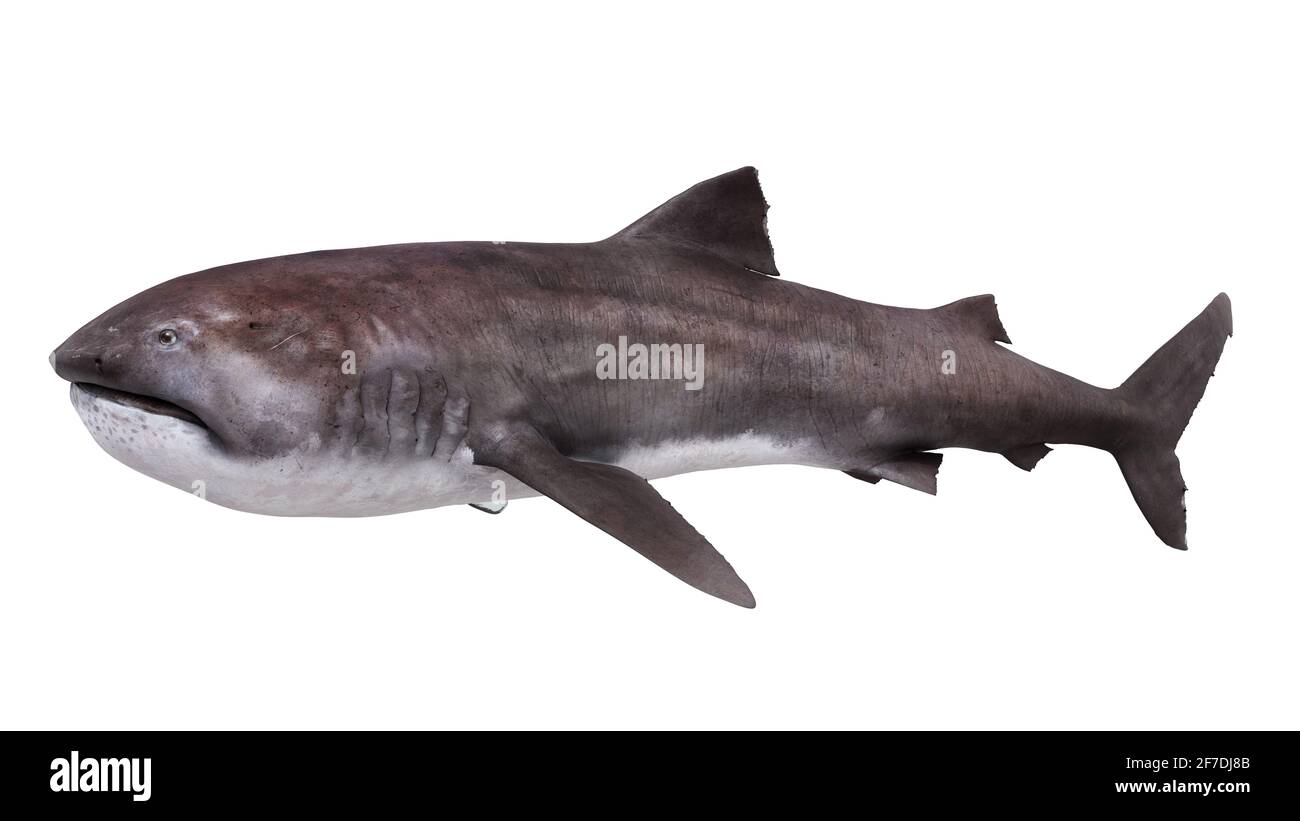 https://c8.alamy.com/comp/2F7DJ8B/megamouth-shark-megachasma-pelagios-on-white-background-2F7DJ8B.jpg