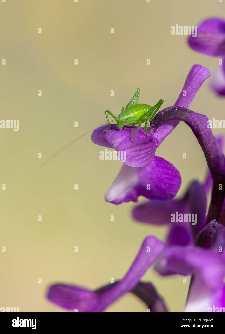 Small young green bush cricket on top of an orchid, Champagne's orchid, Orchis champagneuxii, Andalusia, Spain. Stock Photo