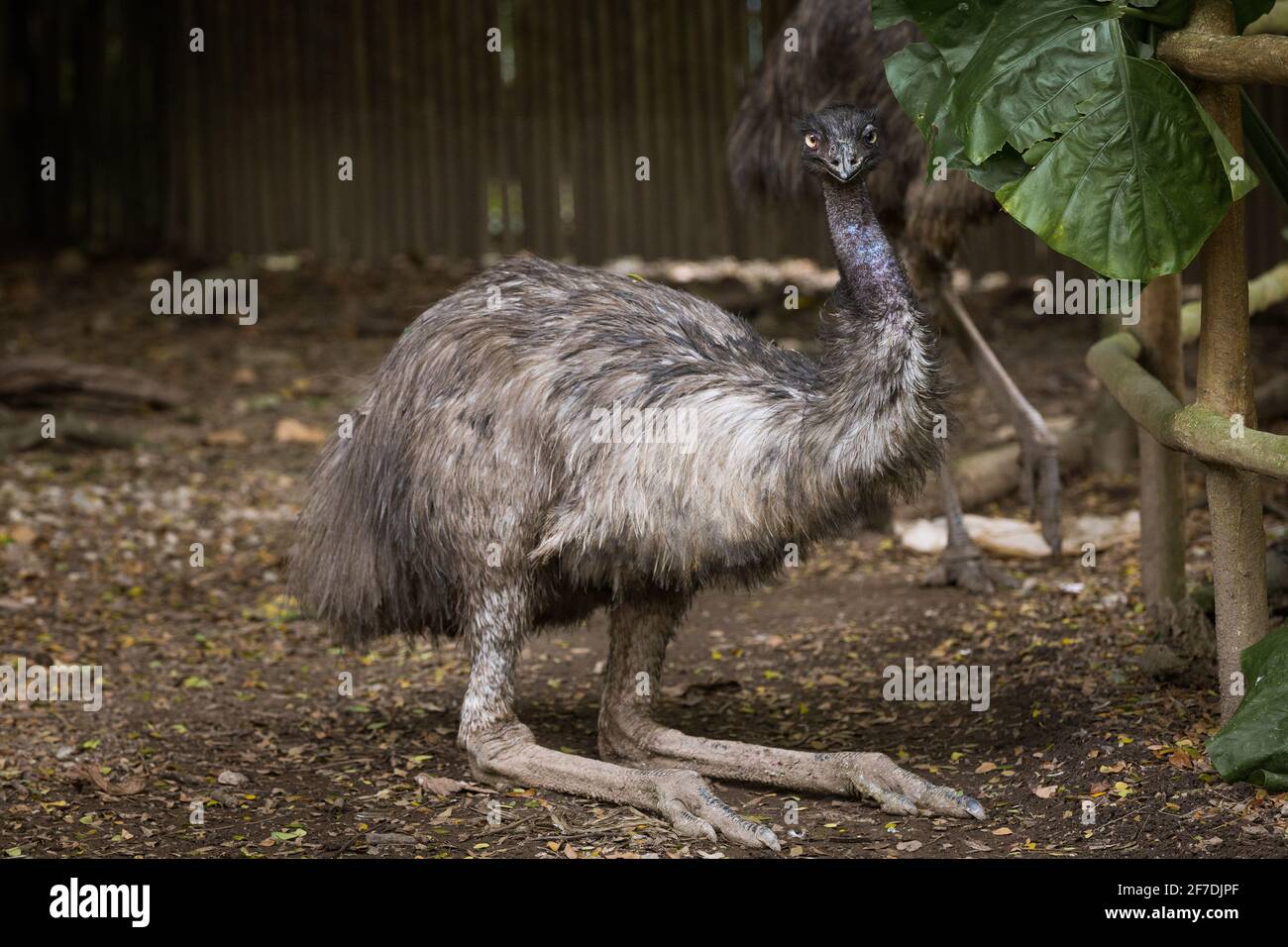 One emu looking at the camera. The emu (Dromaius novaehollandiae) is the second-largest living bird by height, after its relative, the ostrich. Stock Photo