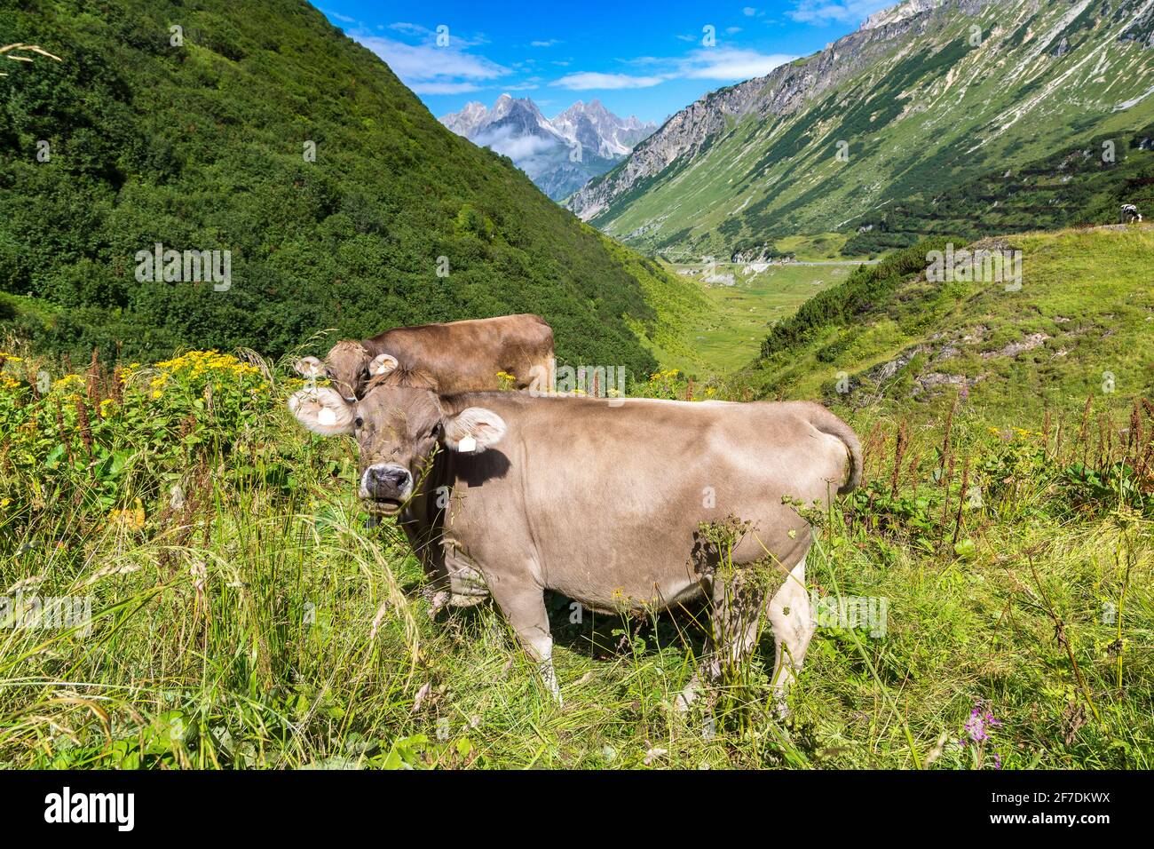 Cow switzerland aerial hi-res stock photography and images - Alamy