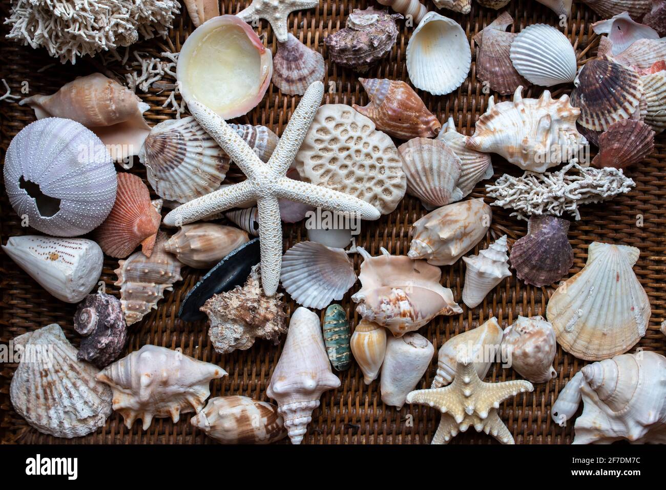 Picturesque flat lay of colorful seashells, including bivalves, scallops and sea stars, on a brown wicker carrier. Stock Photo