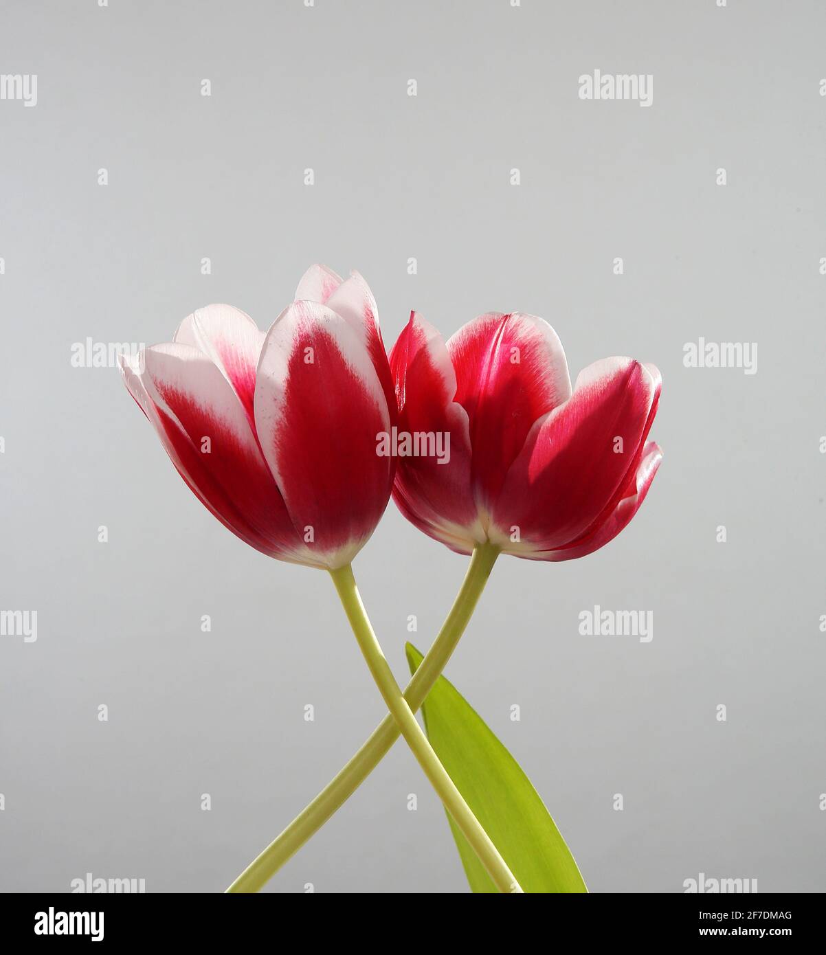 Red tulips with green stems and leaves Stock Photo - Alamy