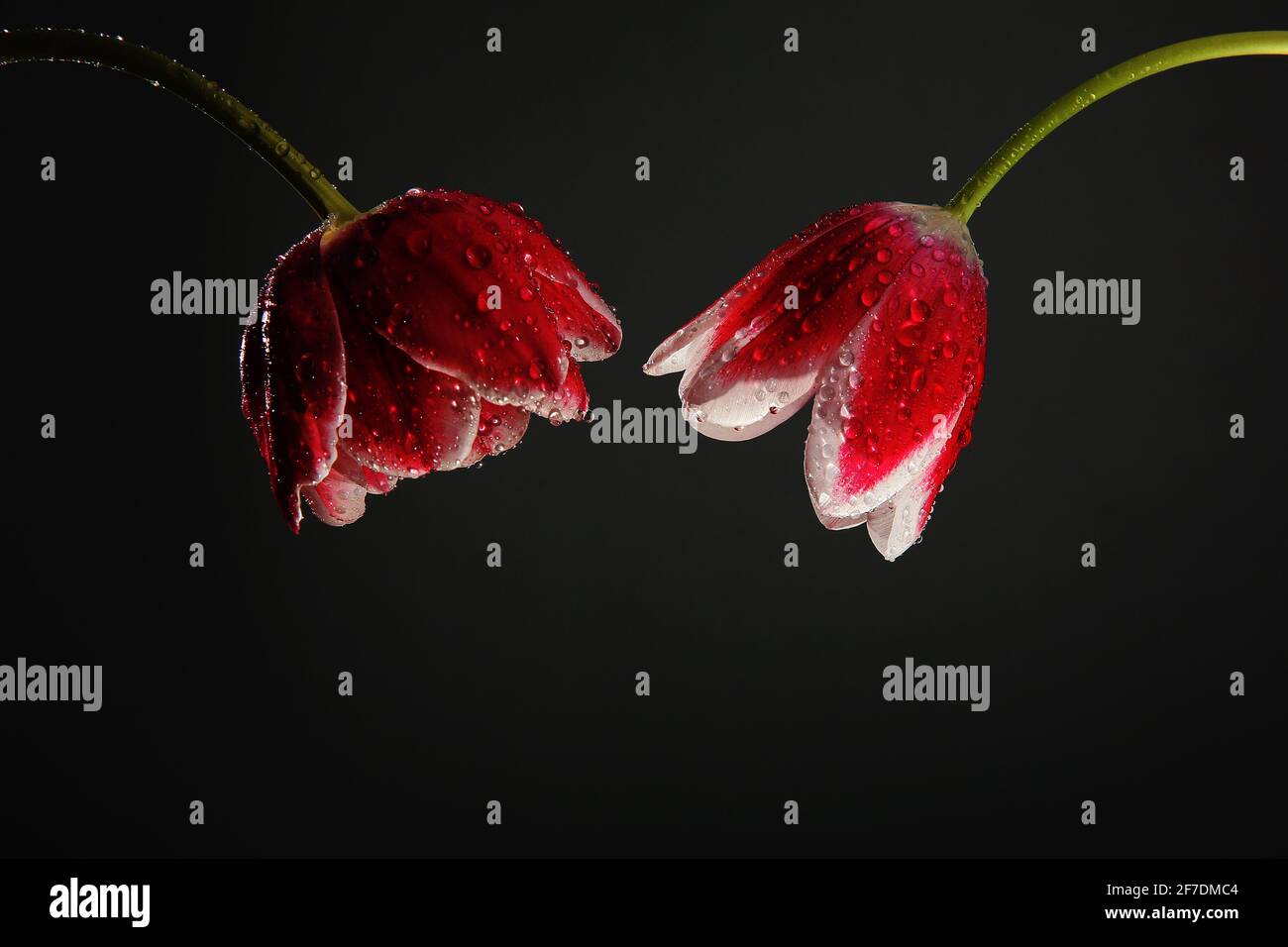 Red tulips with green stems and leaves Stock Photo - Alamy