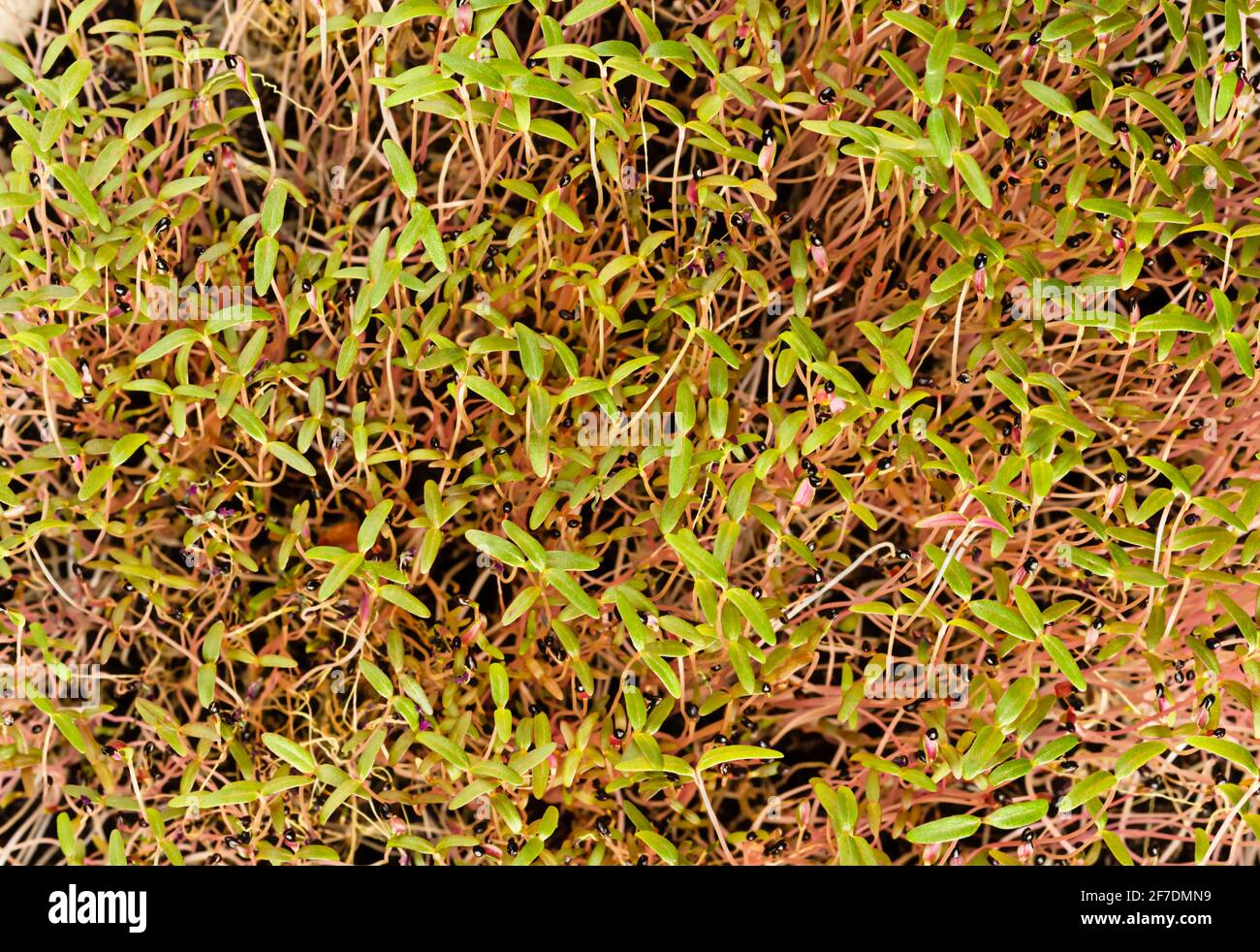 Amaranth sprouts with black seed coats, from above. Ready to eat Amaranthus microgreens. Green shoots, seedlings, young plants and leaves. Stock Photo