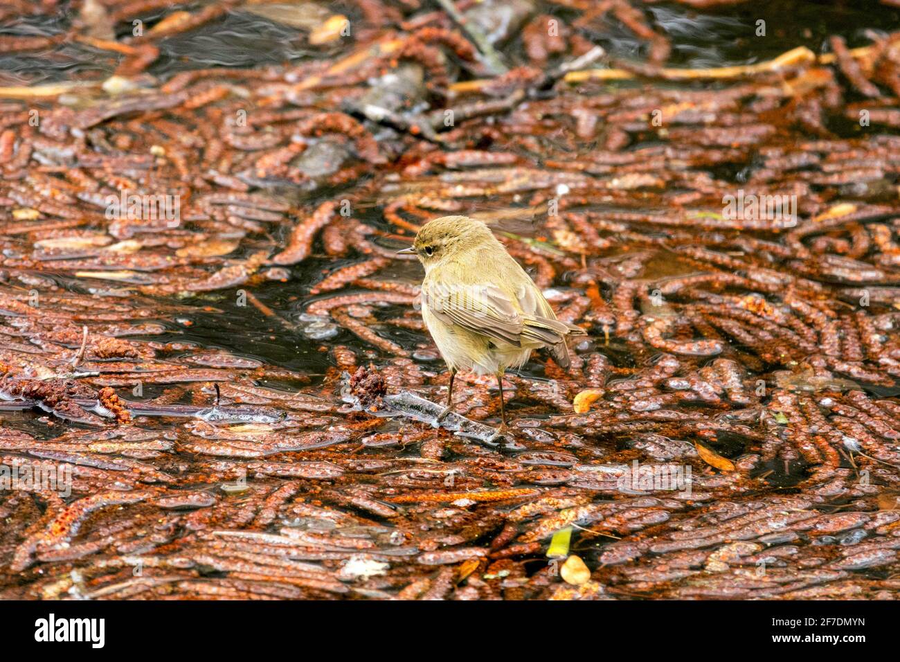 Willow warbler bird on fallen catkins in water Phylloscopus trochilus Stock Photo