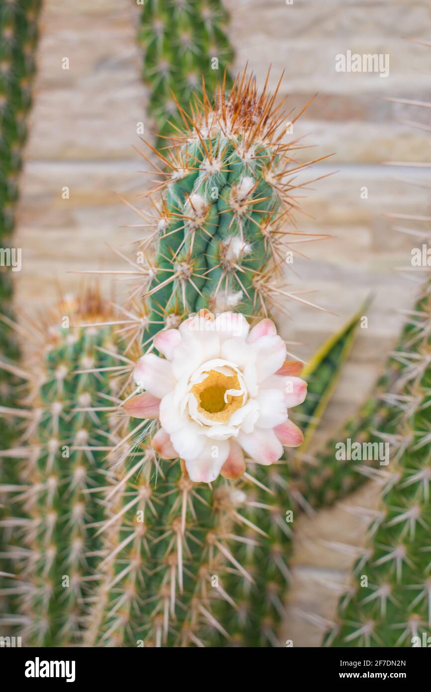 Flower of the xique xique cactus (Pilosocereus gounellei) - Piaui state, Northeast Brazil Stock Photo