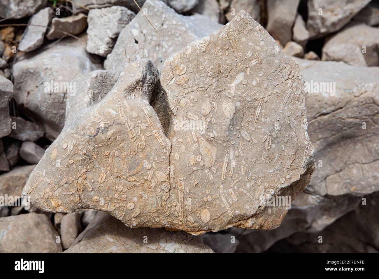 A limestone rock with seashell fossils from Croatian island Krk Stock Photo