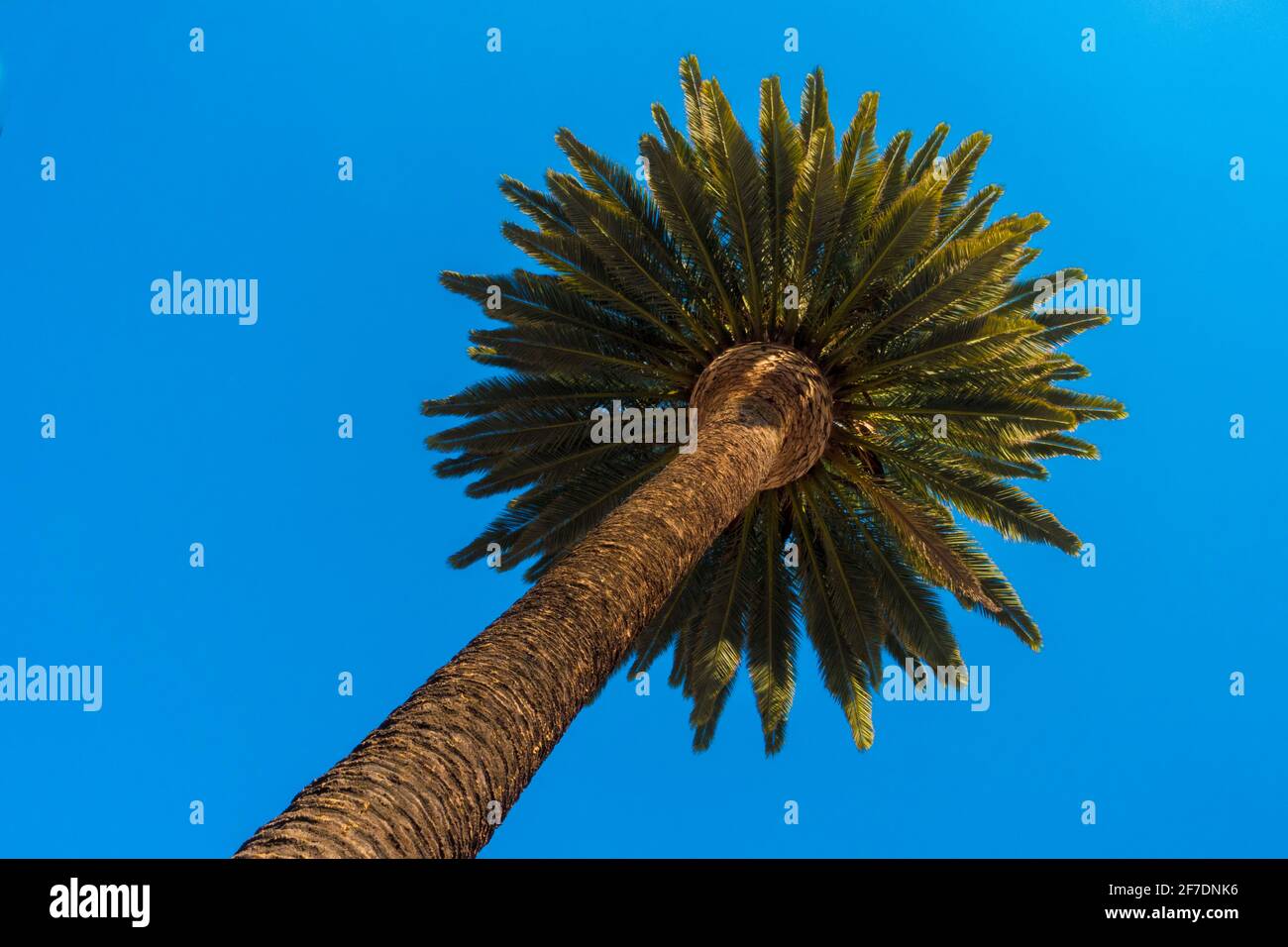 palm tree Stock Photo