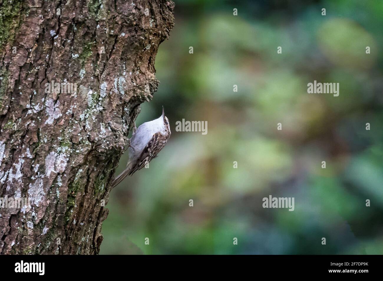 Close up of Treecreeper bird on trunk of old tree Stock Photo