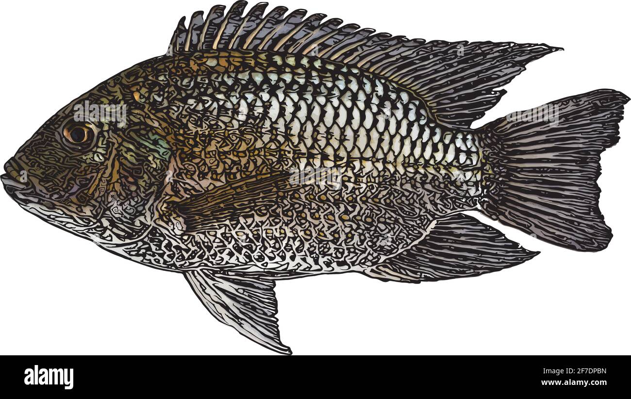 blackchin tilapia fish vector illustration on white background Stock Vector