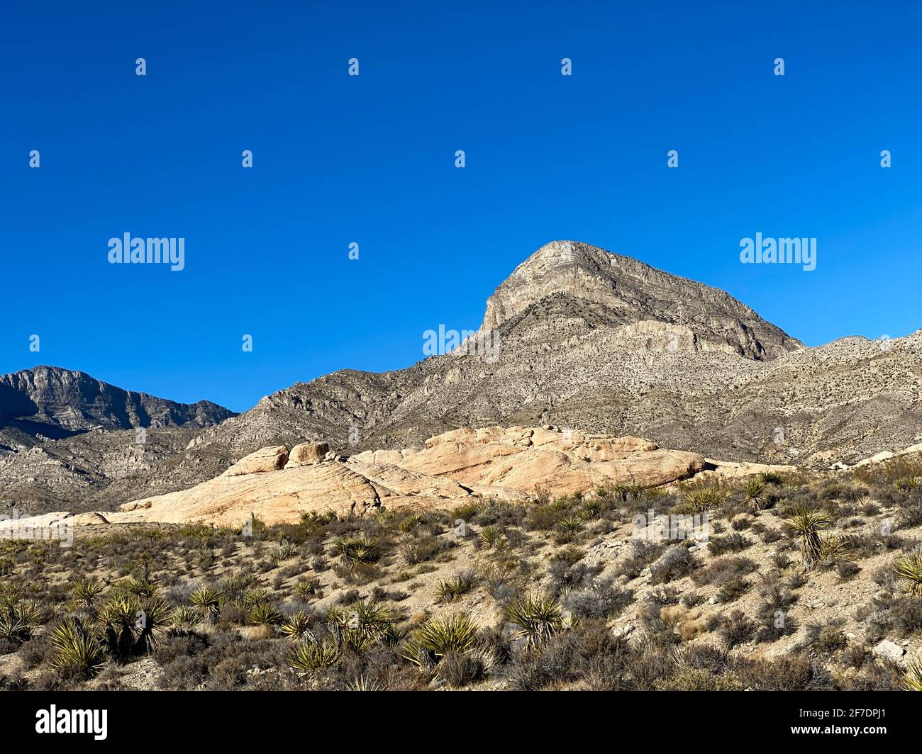 Desert Tortoises are a keystone - Get Outdoors Nevada