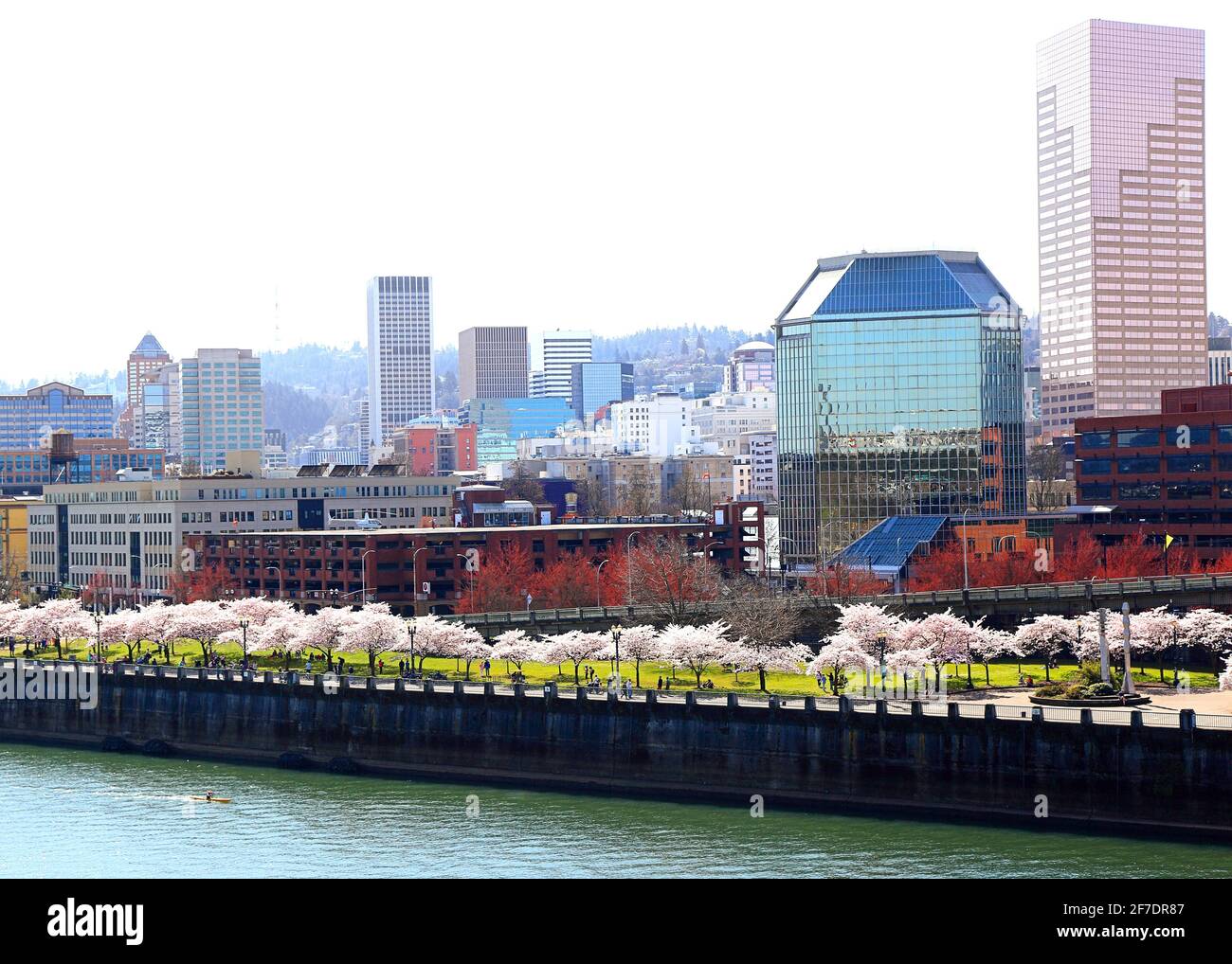 Portland Skyline with Cherry Blossoms in full bloom at the waterfront. Stock Photo