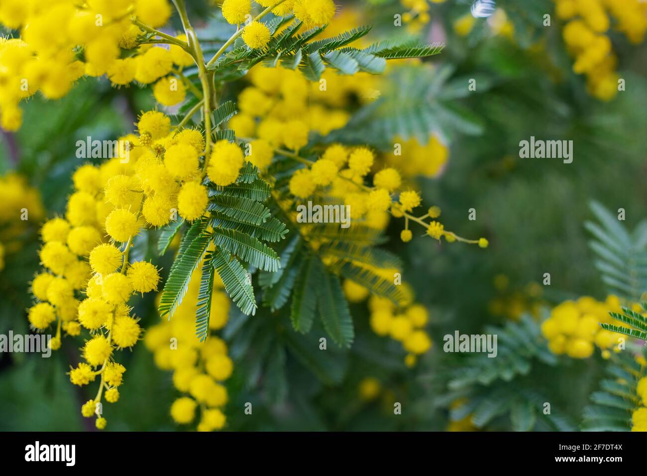 Mimosa tree with bunches of fluffy tender flowers of it. Background of