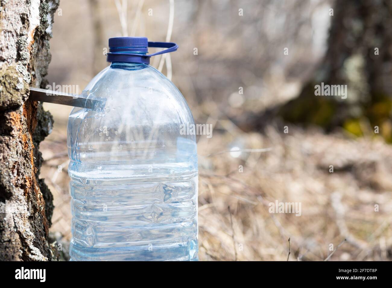 Collecting juice from birch. Сlose-up photo Stock Photo