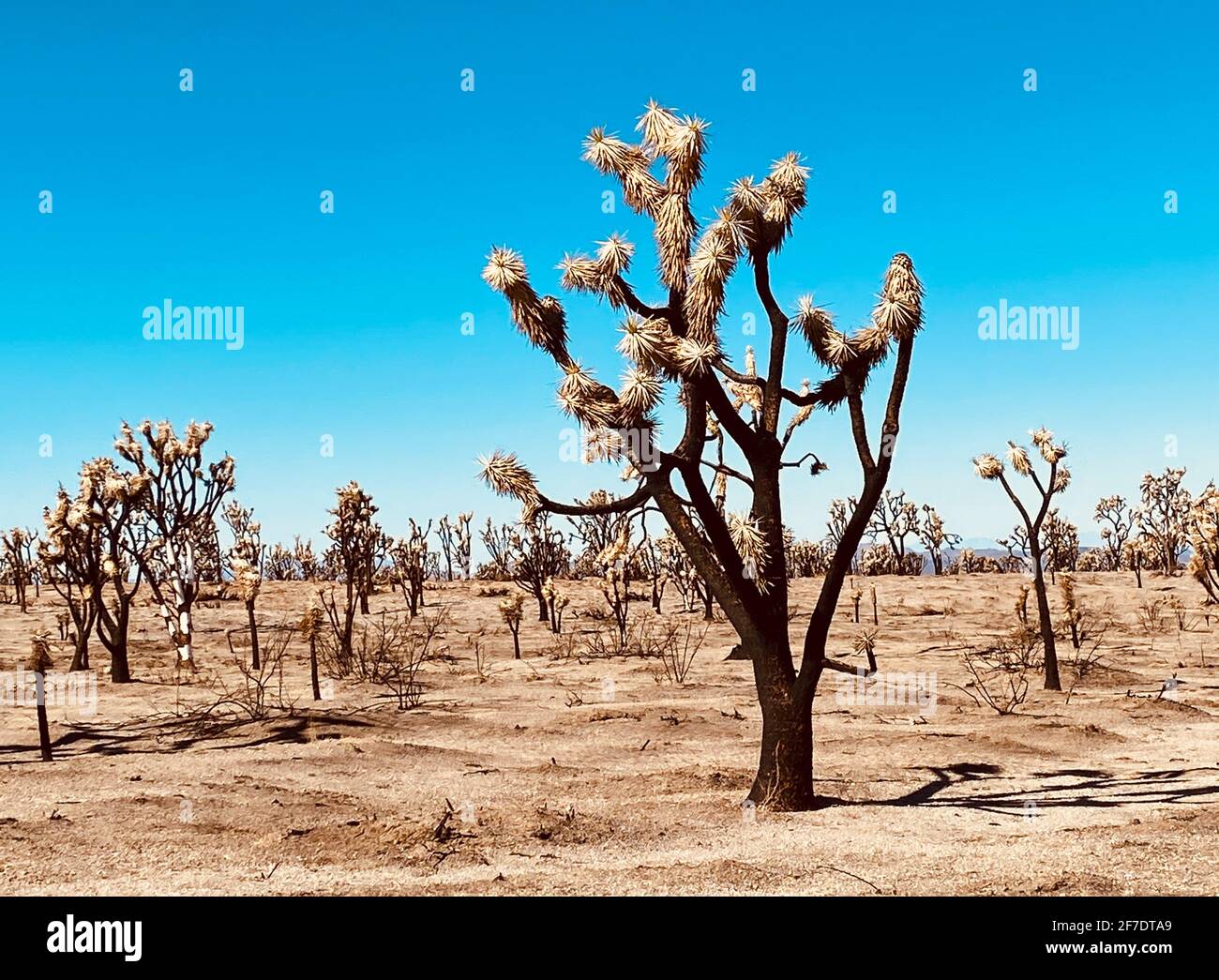 California's Meddlesome Tumbleweeds Could Grow Even More Menacing - Atlas  Obscura