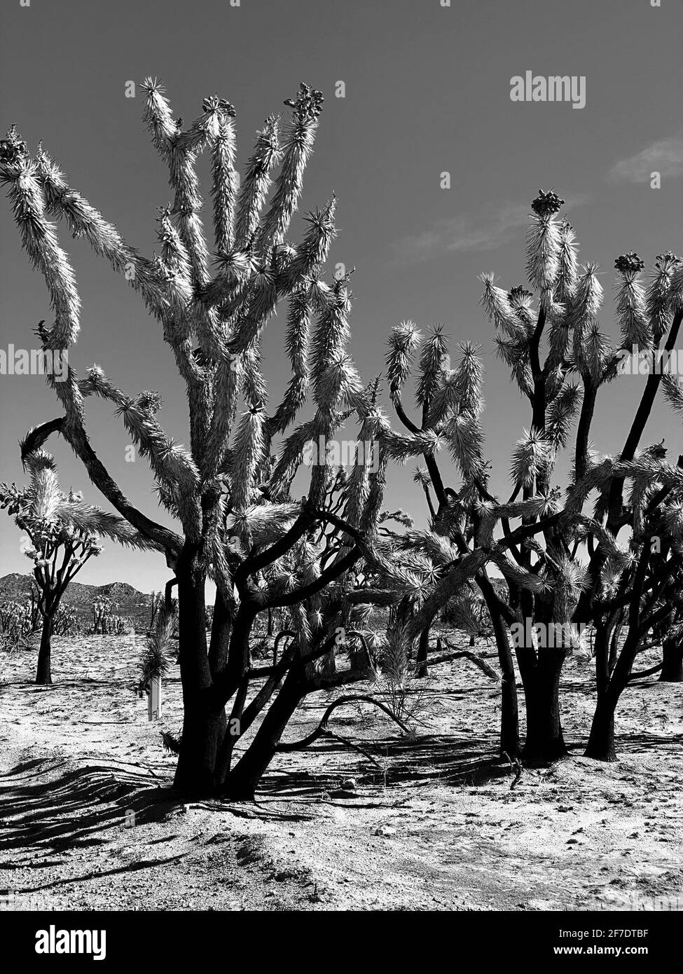 Dead joshua tree Black and White Stock Photos & Images Alamy
