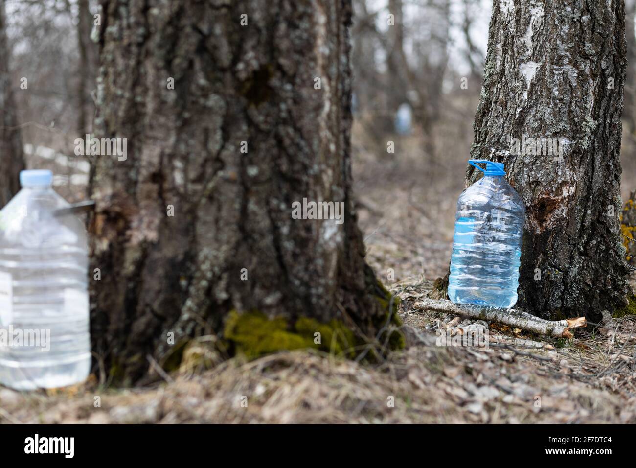 Collecting juice from birch Stock Photo