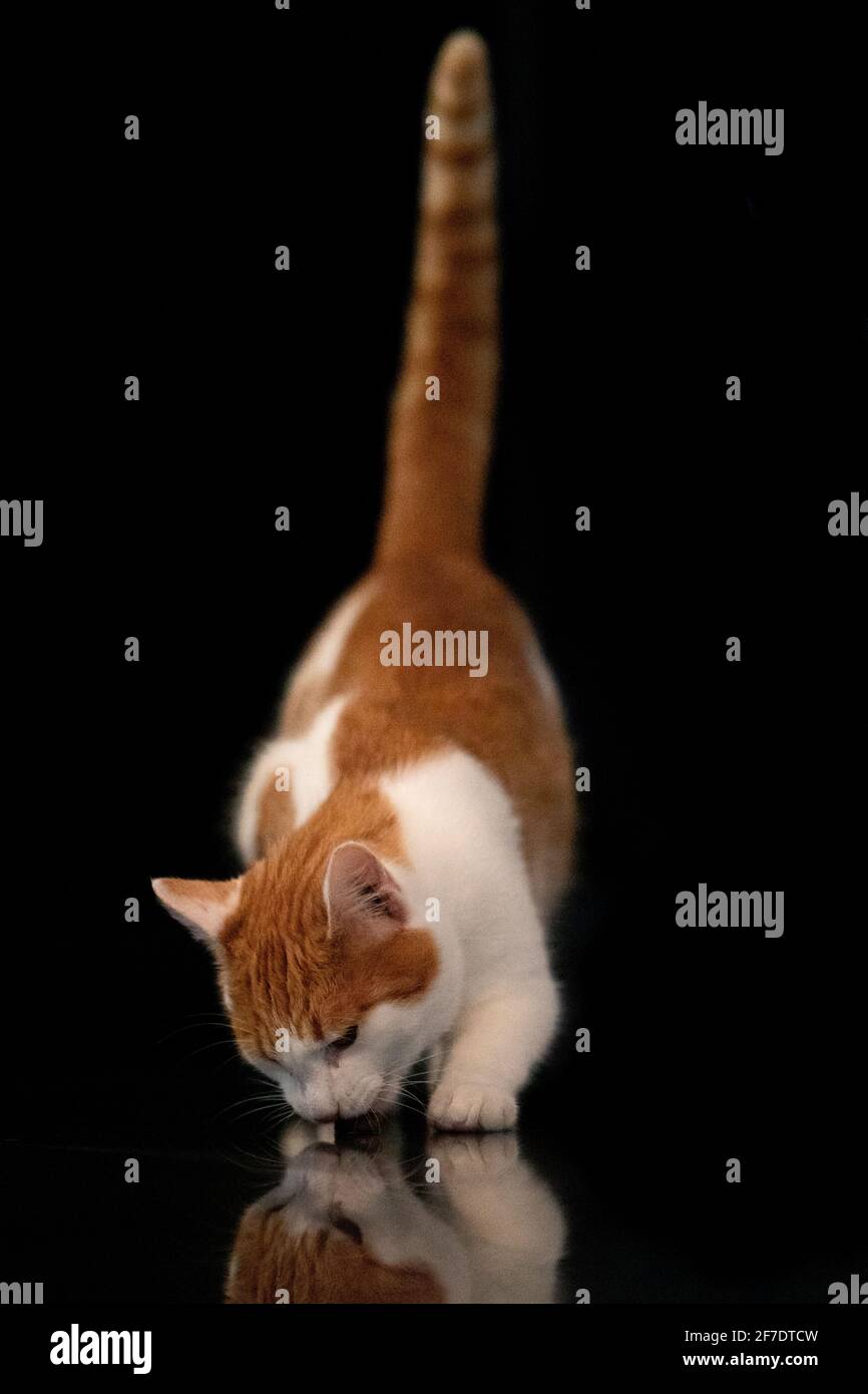 Eating cat on a black background Stock Photo