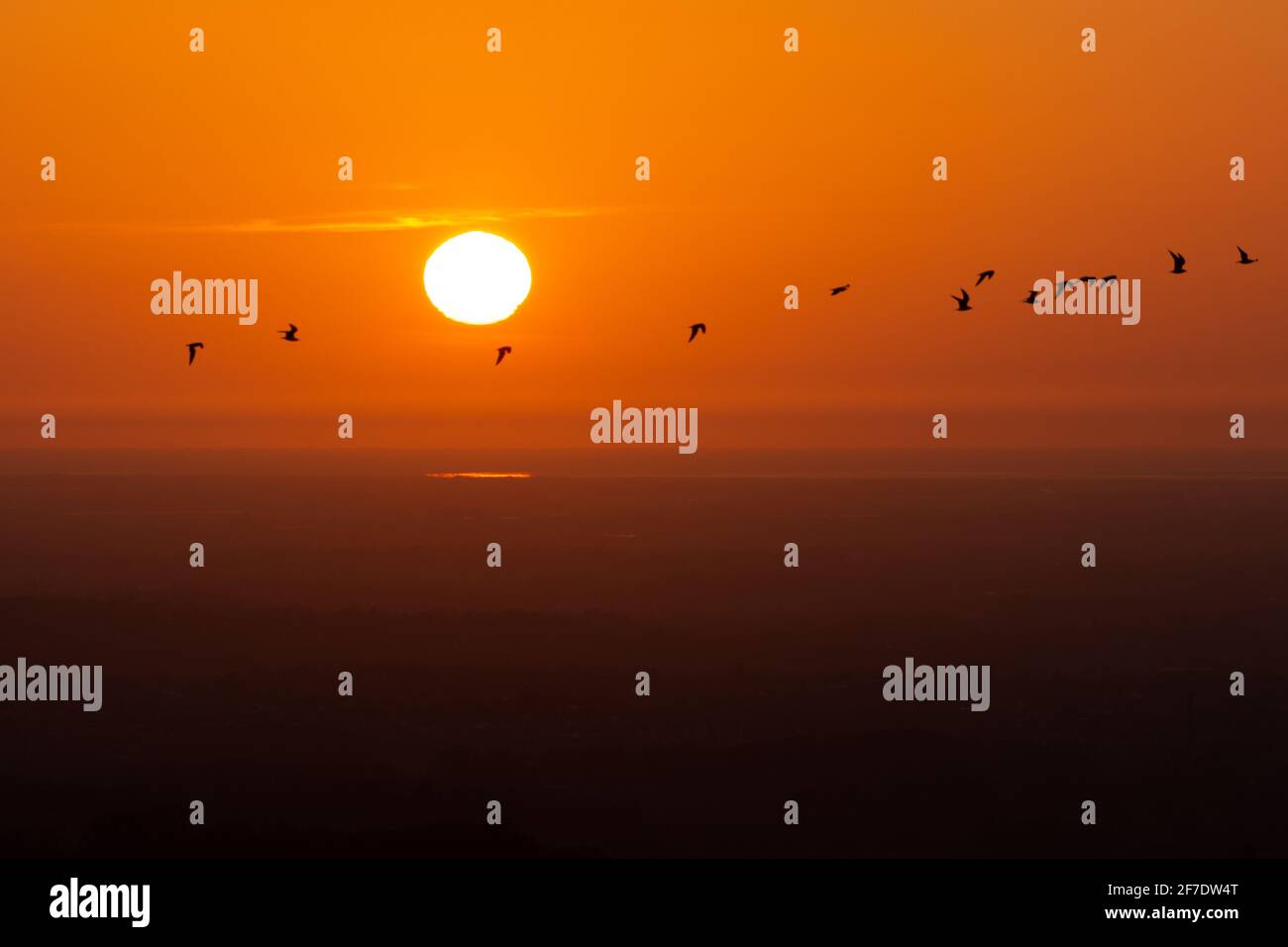 Sunset over a true horizon where sky meets the sea. A flock of birds fly past the disc of the sun in a mostly cloudless bright orange sky. UK sunset Stock Photo