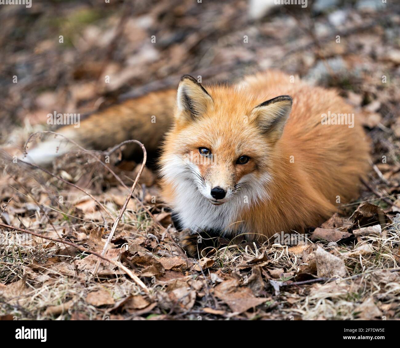 Red Fox Photo Stock. Fox Image. Close-up profile view,  laying down on brown leaves in the spring season with a blur background in its environment. Stock Photo