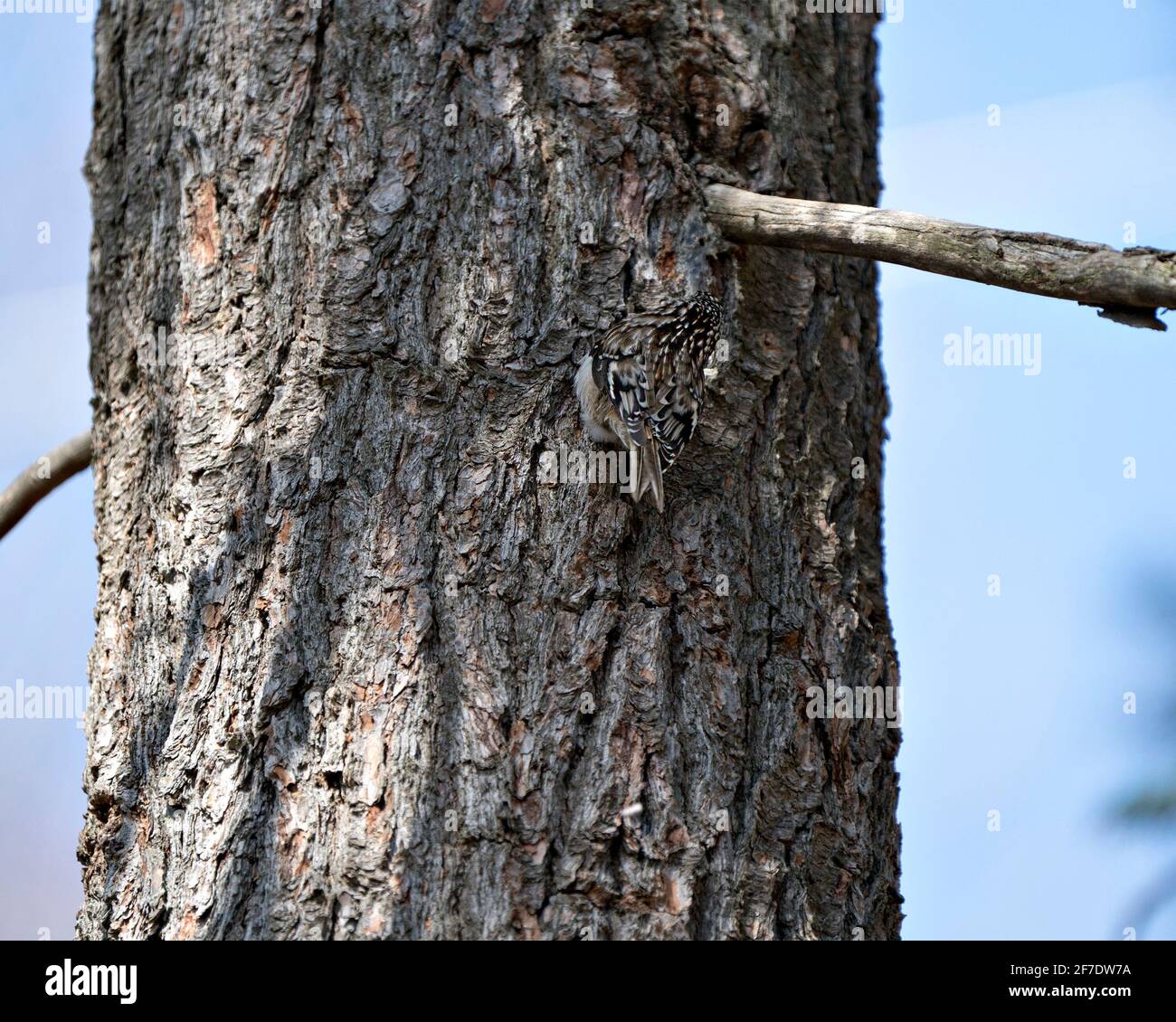 Bird Camouflage, find me on the tree trunk  in my environment and habitat and displaying brown camouflage feathers. Image. Picture. Portrait. Photo. Stock Photo