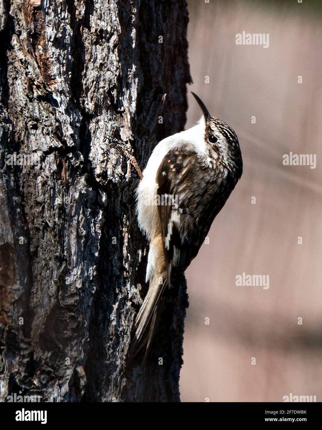 Brown Creeper bird close-up on a tree trunk looking for insect in its environment and habitat and displaying brown feathers, curved claws hook. Stock Photo