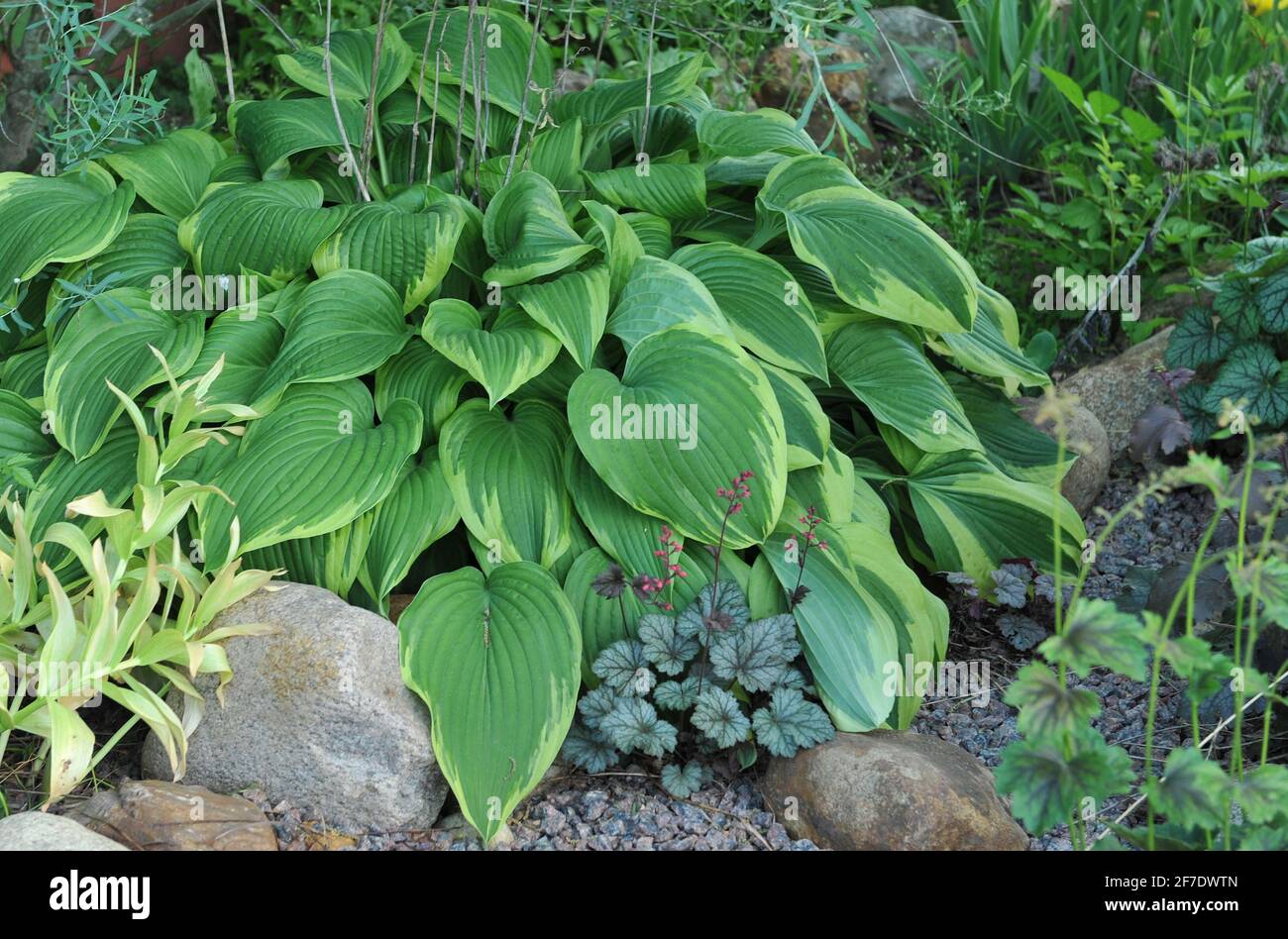 Medium-large variegated Hosta Antioch and Heuchera Rave On grow in a shadow flower border in a garden in May Stock Photo