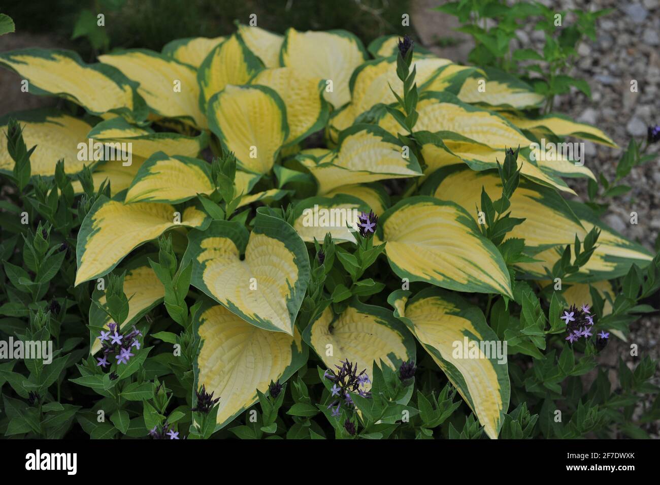 Variegated Hosta Orange Marmalade with yellow-green foliage grows together with European bluestar (Amsonia orientalis) in a flower border in a garden Stock Photo