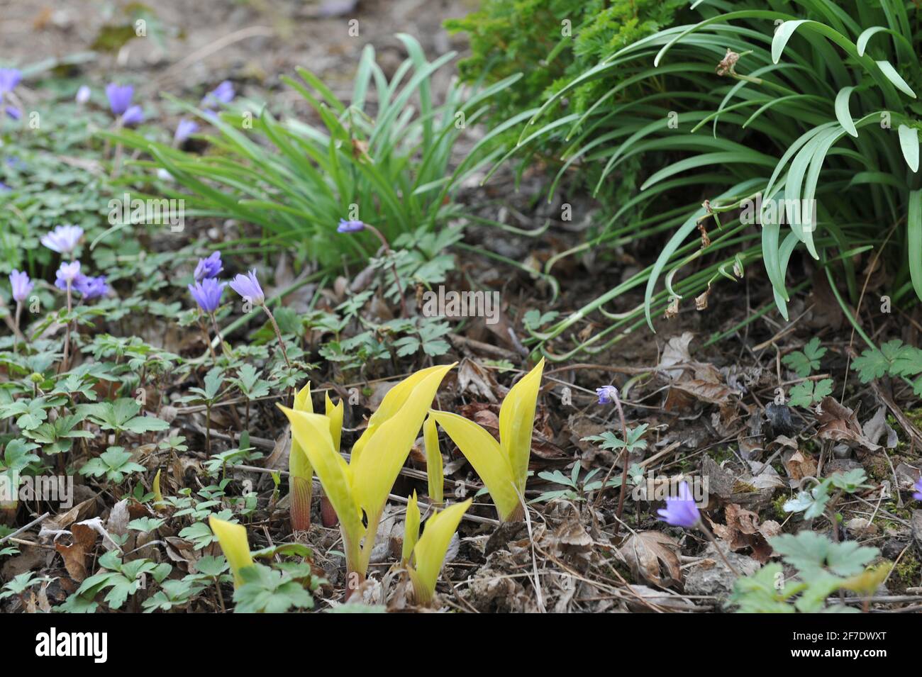 A small yellow-leaved Hosta Fire Island grows in a spring flower border together with a violet winter windflower (Anemone blanda) in a garden in April Stock Photo