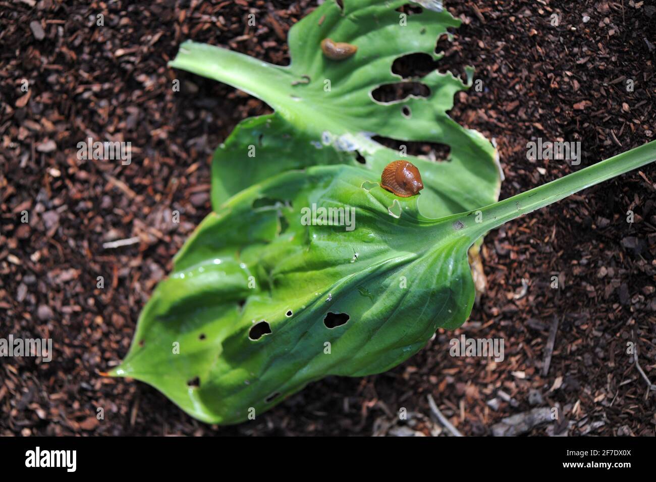 Brown spanish slugs (Arion vulgaris) feed  on hosta leaves in a garden in July Stock Photo