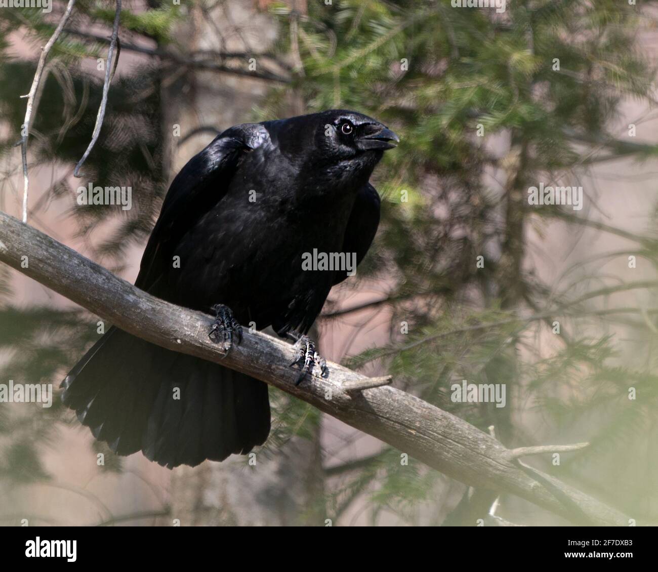 Raven close-up profile view, perched on a tree branch with a blur forest background in its environment and habitat, displaying black feather plumage. Stock Photo