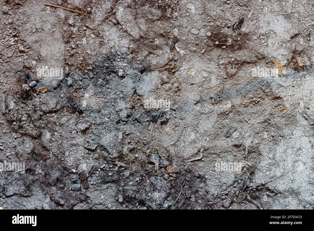 Close-up view of a dirty floor. Dust with hair and dirt on the board Stock Photo - Alamy Close-up view of a dirty floor. Dust with hair and dirt on the board Stock Photo - Alamy