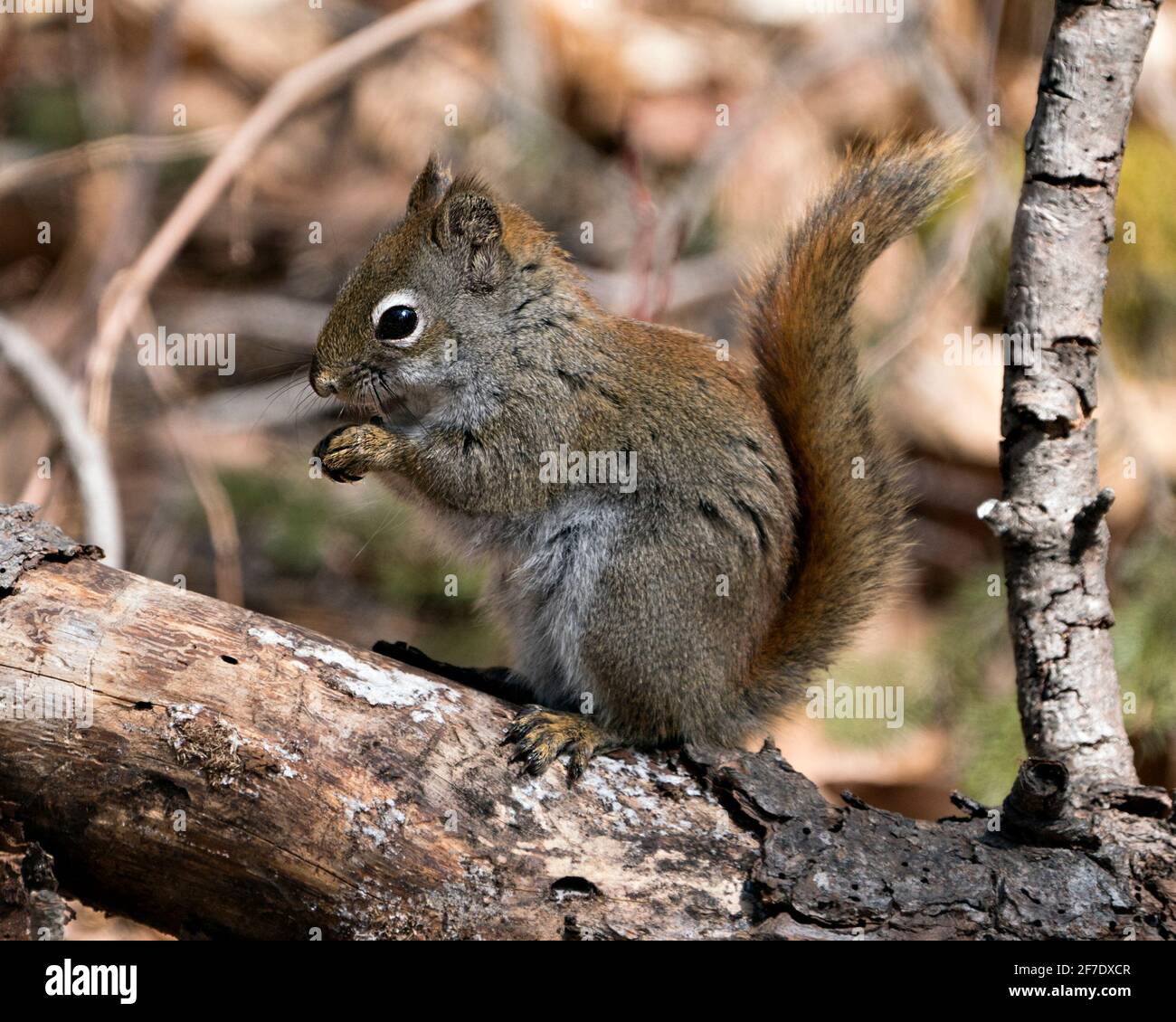 Squirrel close-up profile view sitting on a tree branch in the forest  displaying bushy tail, brown fur, nose, eyes, paws with a blur background. Stock Photo