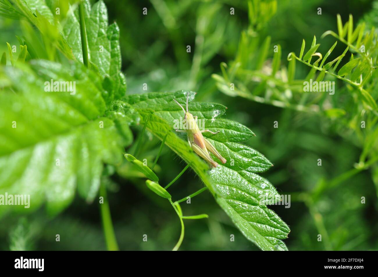Small grasshopper sitting on grass. Stock Photo
