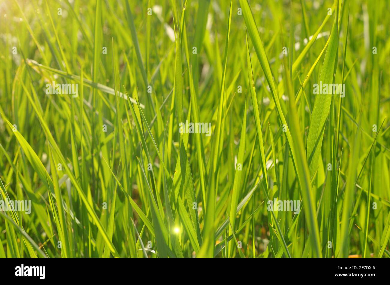 Green grass in sunbeams. Soft focus. Abstract nature background. Stock Photo