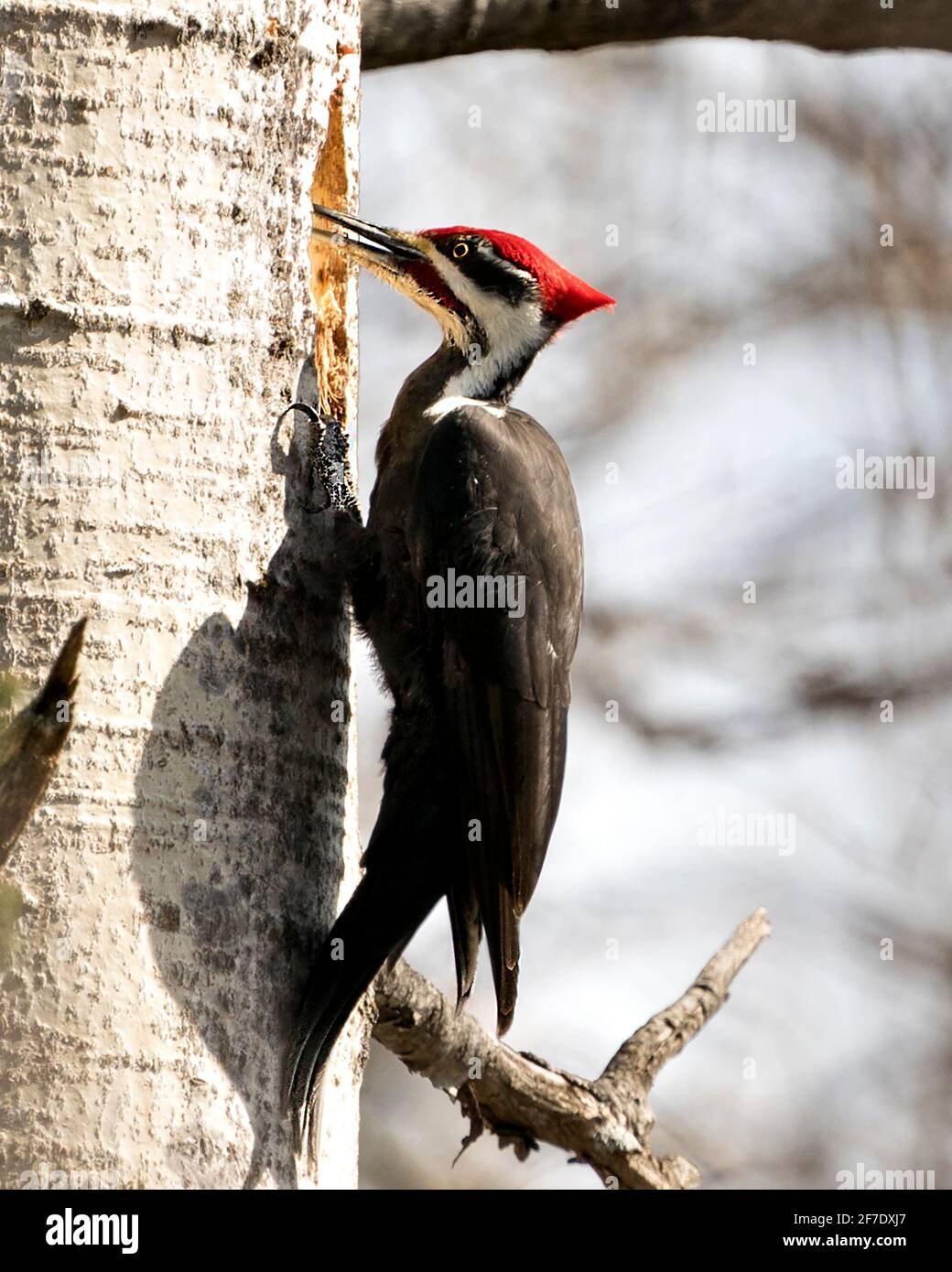 Woodpecker bird close-up profile view perched on a tree trunk with blur background in its environment and habitat drumming a hole in the tree. Pileate Stock Photo