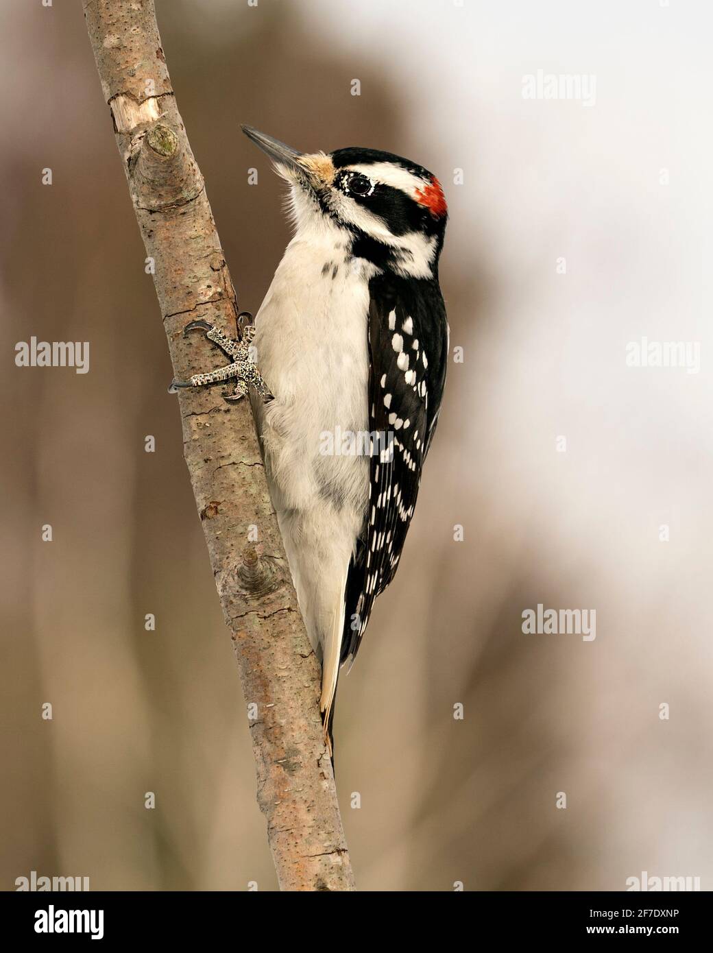 Woodpecker close-up profile view climbing tree branch and displaying feather plumage in its environment and habitat in the forest. Stock Photo