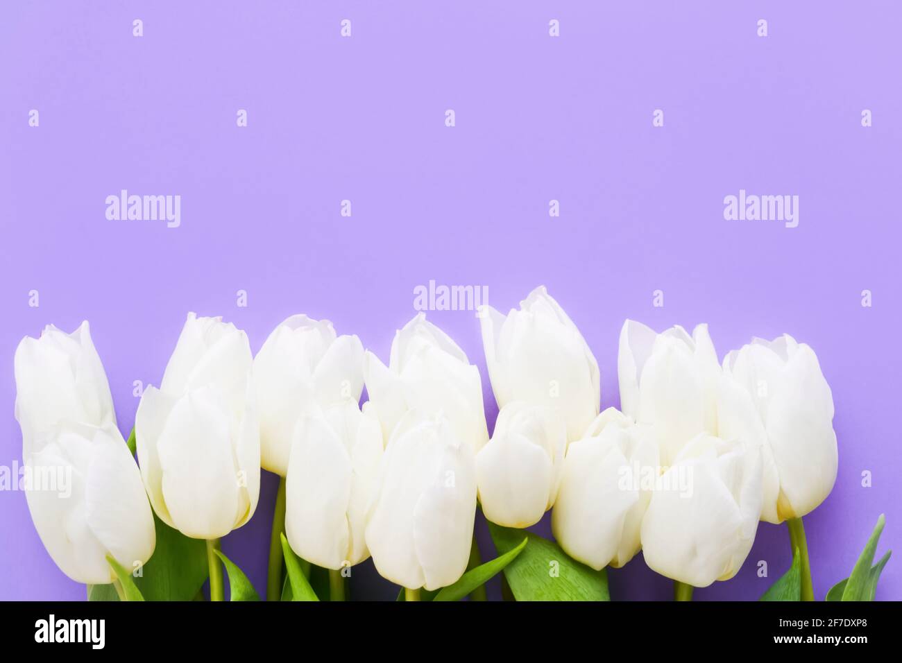 White tulips border on a purple background. Mothers Day, Valentines Day, Birthday celebration concept. Top view, copy space for text. Stock Photo