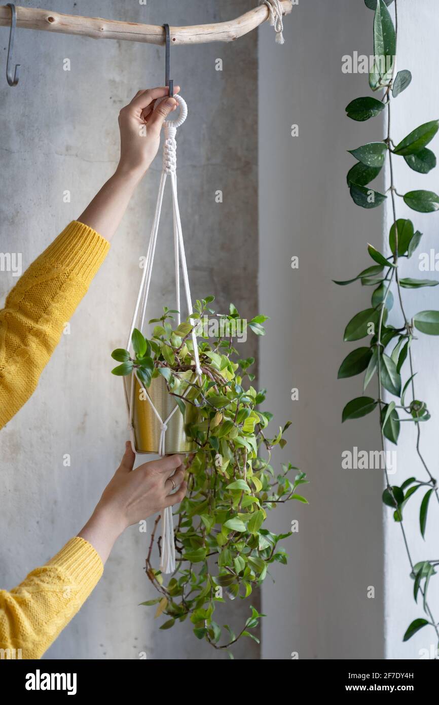 Woman freelancer holding macrame plant hanger with houseplant tradescantia over grey wall Stock Photo