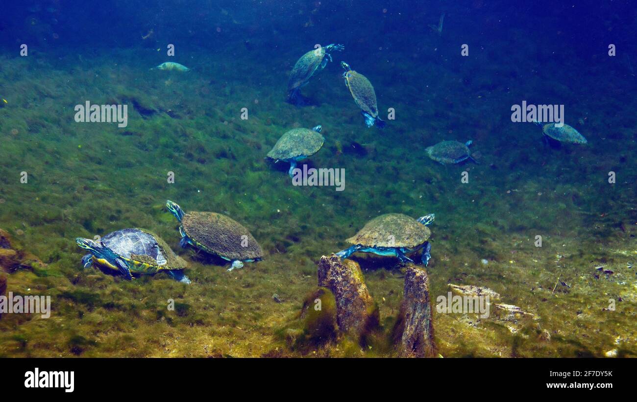 Suwannee cooter turtles, Pseudemys concinna suwanniensis, foraging in a clear freshwater spring. Stock Photo