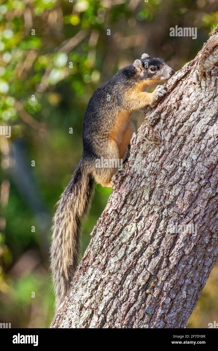 A Big Cypress Fox Squirrel, Sciurus niger avicennia, on a live oak tree. Stock Photo